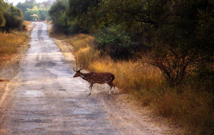8- Sariska National Park